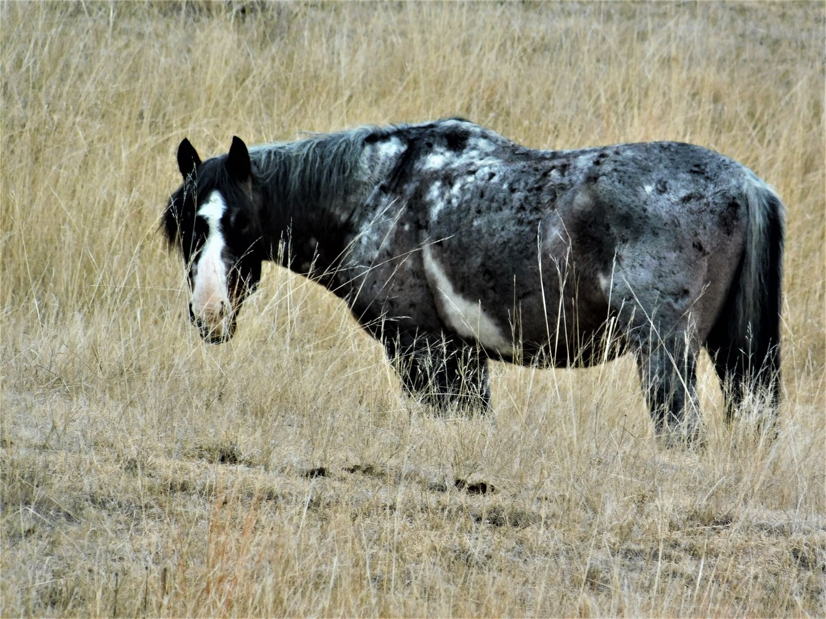 Wild Horse